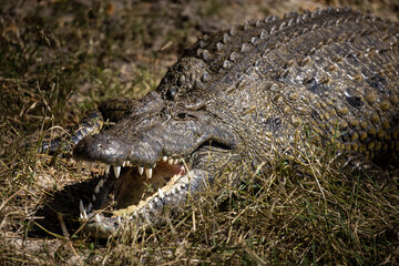 Obraz premium The black crocodile, a true master of the waters, blends seamlessly into its environment. Nature's design at its finest