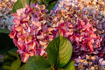 red and yellow flowers