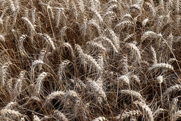 Close-up view of ears of ripe barley
