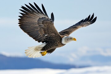 Fototapeta premium A majestic eagle soaring gracefully through the clear blue sky, capturing the essence of freedom and strength, with its wings fully extended against the vibrant backdrop, symbolizing nature's beauty