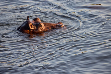 A hippopotamus at Chobe River creates a powerful scene. Picture a massive hippo partially submerged in the water, with only its eyes, ears, and nostrils visible above the surface.