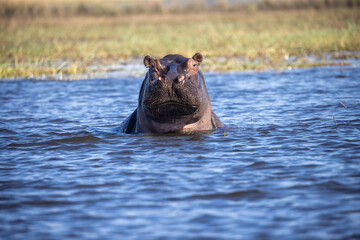Fototapeta premium A hippopotamus at Chobe River creates a powerful scene. Picture a massive hippo partially submerged in the water, with only its eyes, ears, and nostrils visible above the surface.