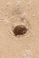 A pebble on a sandy shore washed by the sea
