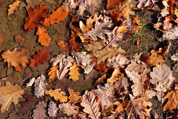 Fallen autumn oak leaves in a puddle with water drops