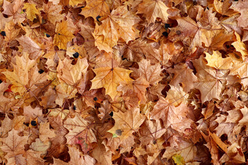 Autumn maple leaves
