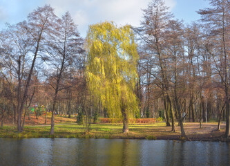 Yellowed willow and trees with fallen leaves on a lake shore in late autumn. Kyiv, Ukraine, Pushcha-Voditsa recreation zone.
