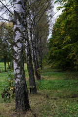 Obraz premium Birch alley in the forest park. Birch grove. The birches are planted in one line