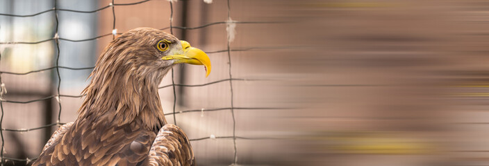 A zoo eagle in a cage