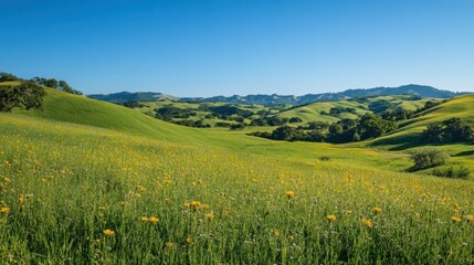 Fototapeta premium Green Valley with Rolling Hills and Wildflowers Under a Clear Blue Sky