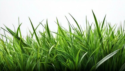 Fototapeta premium a patch of fresh, vibrant green grass isolated on a clean white background, capturing the essence of nature and the growth of spring and summer