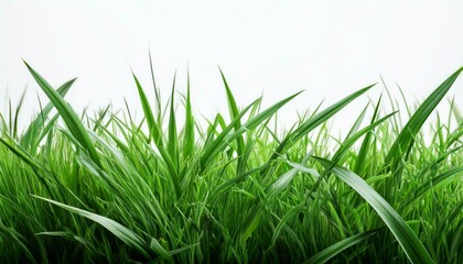 Fototapeta premium a patch of fresh, vibrant green grass isolated on a clean white background, capturing the essence of nature and the growth of spring and summer
