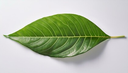 Obraz premium A close-up of fresh green leaves isolated on a white background, highlighting their natural beauty and vibrant color