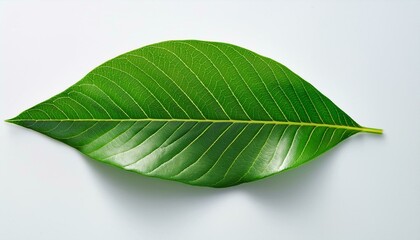 Obraz premium A close-up of fresh green leaves isolated on a white background, highlighting their natural beauty and vibrant color