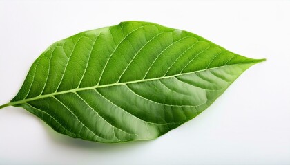 Obraz premium A close-up of fresh green leaves isolated on a white background, highlighting their natural beauty and vibrant color