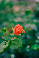 Open and Closed Buds of a Red Rose Growing in a Green Garden Environment with One Petal Isolated