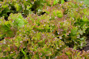 Salad grow on the kitchen-garden in soil. Organic vegetables.