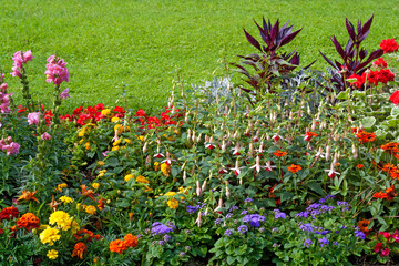 Beautiful background with bright flowers in a flower beds .