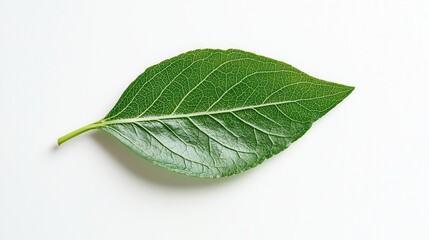 Obraz premium A minimalistic design featuring a single green leaf with prominent veins, isolated on a pristine white surface.