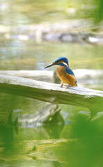 kingfisher on a tree trunk, kingfisher in a thicket, cobalt blue bird