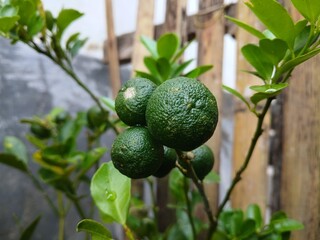 lime fruit in the garden 