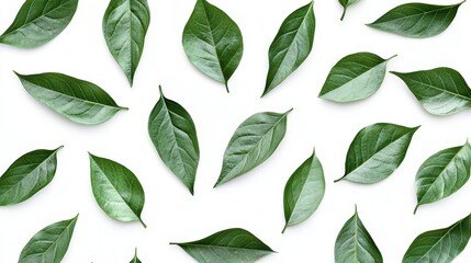 Fototapeta premium A pattern of green leaves with a glossy finish arranged symmetrically on a clean white backdrop, creating a calming visual.
