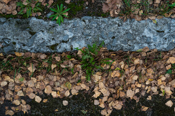 A broken curb on an old paved road. A road sprinkled with dry leaves