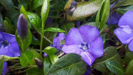 Vinca minor flowers in vibrant purple hues bloom among lush green leaves, creating a beautiful...