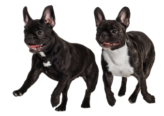 Two funny little French bulldog, friends running playfully against transparent background. Concept of domestic life, grooming services, veterinary. Ad