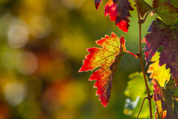 Very beautiful vineyard with terraces in the Republic of Moldova.Vineyard landscape with green rows of grapevines and rolling hills.