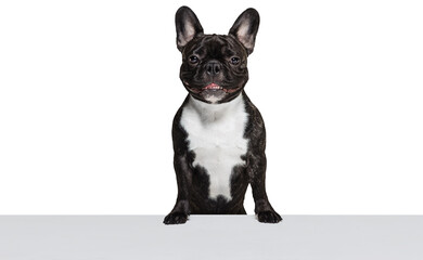 Portrait of attractive French Bulldog calmly sitting and looking at camera against transparent background. Looks delightful. Concept of domestic life, grooming services, veterinary. Ad