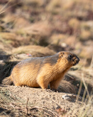 Closeup view of marmota caudata aka golden marmot or long-tailed marmot in sunlight, Deosai plains, Skardu, Gilgit-Baltistan, Pakistan