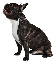 Portrait of beautiful dog, cute, purebred French Bulldog calmly sitting against transparent background. Following commands. Concept of domestic life, grooming services, veterinary. Ad