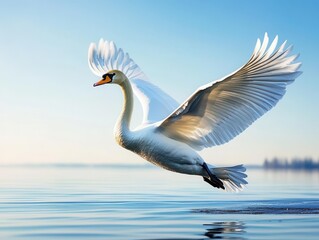 Graceful swan spreading its wings in midflight over a crystalclear lake, against a blue sky The image captures the bird s beauty and freedom, with wideopen space above for copy