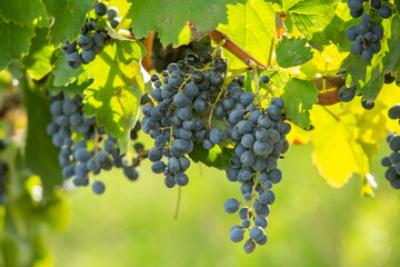Very beautiful vineyard with terraces in the Republic of Moldova.Vineyard landscape with green rows...
