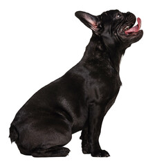 Purebred puppy Black French bulldog sitting and looking away against transparent background. Concept of domestic life, grooming services, veterinary. Ad