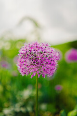 Petal Ball of a Purple Blooming Flower Isolated in the Green Garden Environment
