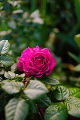 Purple Rose Opening the Petals of its Bud After Rain