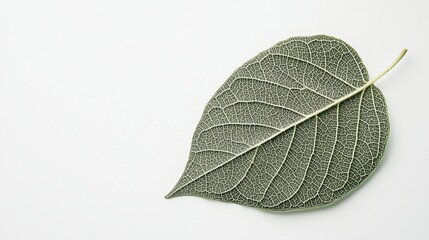 Obraz premium A single leaf with intricate veins and rich green color, positioned on a clean white background for emphasis.