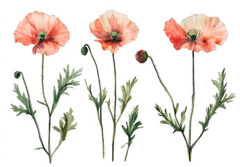 three red poppies with their stems and leaves. The flowers are in full bloom