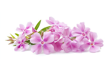 Fototapeta premium a purple flower with green leaves 