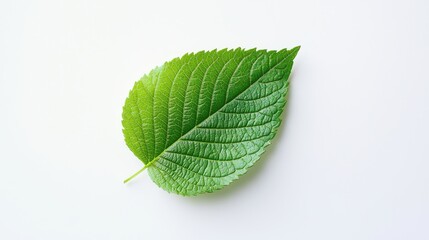 Fototapeta premium A vibrant green leaf with a shiny surface, positioned in the center of a white background, showcasing its natural beauty.