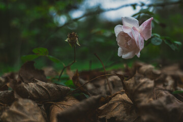 Fallen rosehip petals. An autumn, cold evening