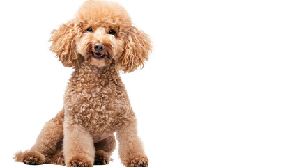 Poodle dog full body shot isolated on transparent background, PNG 