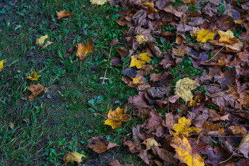 Dry, yellow foliage on the green grass. Autumn gradient. Autumn background