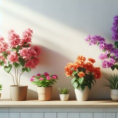 Different colored bougainvilleas in pots