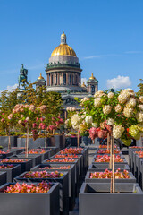Saint Petersburg, Russia, August 30, 2024. A view of the dome of St. Isaac's Cathedral, surrounded by branches of blooming hydrangea