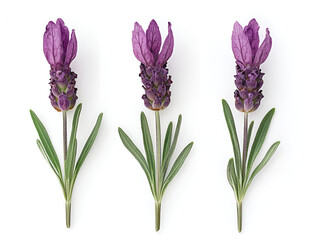 Naklejka premium a group of purple flowers