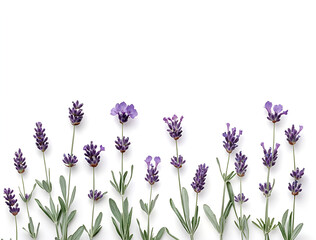 Naklejka premium a group of purple flowers