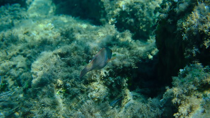 European parrotfish or parrotfish (Sparisoma cretense) undersea, Aegean Sea, Greece, Alonissos island, Chrisi Milia beach