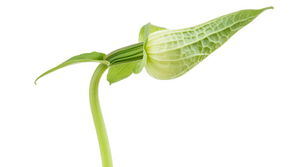 a green plant with a leaf

